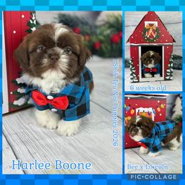 Jackson now Harlee Boone - Liver and white male Shih Tzu puppy in Beatrice, Nebraska from I Shih Tzu Not Puppies
