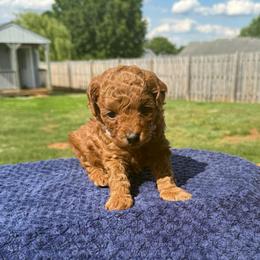 White Collar - Red  male Poodle puppy in Huntsville, Alabama from Flint River Poodles