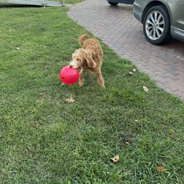 Bordoodle and Labradoodle Puppies from Howdy Doodles