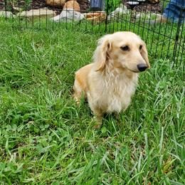 MAX - Dachshund