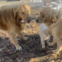 Golden Retrievers from Precious Golden's