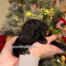 Orange collar - Black male Poodle puppy in Shelby, Alabama from New Life Family Farm