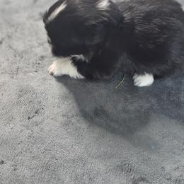 Shih Tzu Puppies from Prairie Creek Puppies
