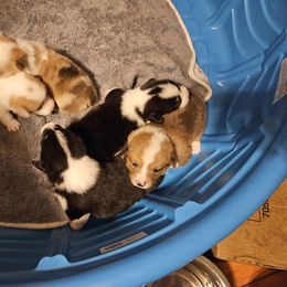 American Corgi Puppies from GC Farms Corgis