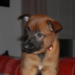 Belgian Malinois Puppies from Pyrex Kennels