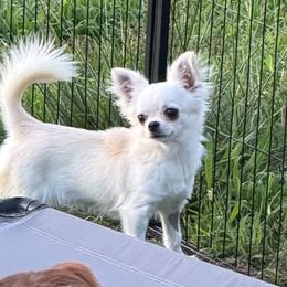 CUPID- AKC- SPAYED-HEALTH TESTED - Cream female Chihuahua puppy in Williamsburg, Virginia from PAWSitive Cheeky Chihuahuas
