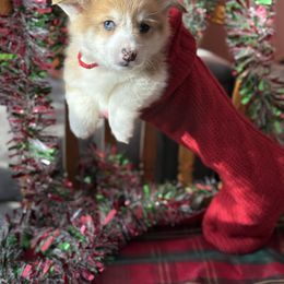Red and Black collar - Red merle and white male American Corgi puppy in Glenwood, Minnesota from Crystal Blue Corgi