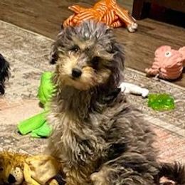 Bourb - Bernedoodle