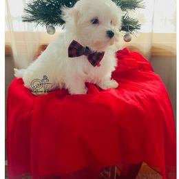Maltese Puppies from OT Maltese & Co