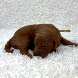 Tulip - Red  female Goldendoodle puppy in Casselberry, Florida from My Little Doodle