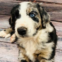 Blue Merle - Blue merle male Aussiedoodle puppy in Oklahoma City, Oklahoma from Royal Paw Aussiedoodles