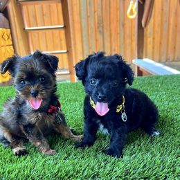 Shihpoo puppies from Celebrity Maltipoos