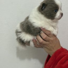 Parti lilac boy - Lavender male Pomeranian puppy in Sunnyside, Washington from The Pom farm