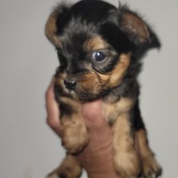 Yorkshire Terrier puppies from Yorkie Your Soulmate Puppy