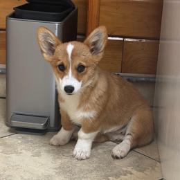 Daisy (sour cream) - Red female Pembroke Welsh Corgi puppy in Mc Cammon, Idaho from Sunny J Corgis and Mini Americans