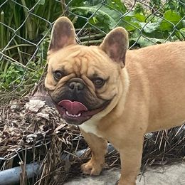 Gibson - French Bulldog