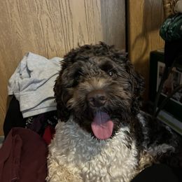 Sarge - Cockapoo