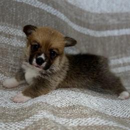 Biscuit - Sable male Pembroke Welsh Corgi puppy in Moreno Valley, California from House of Paws & Co.
