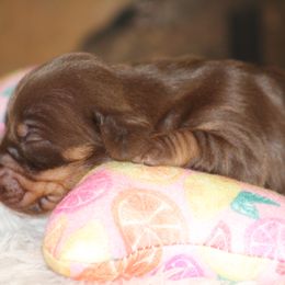 Betty - Dachshund puppy in Windsor, Colorado from Murry’s minis