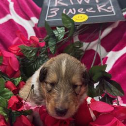 Kiwi - Sable and white female Collie puppy in Carencro, Louisiana from Cajun Bayou's Collies LLC