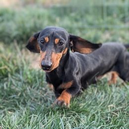 Alex - Dachshund