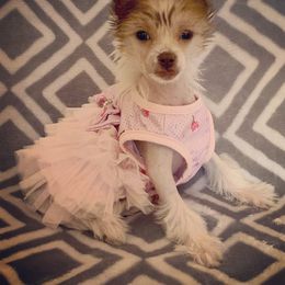 Chinese Crested Puppies from Jewels Chinese Cresteds