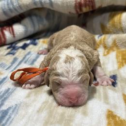 RUGAR - Red male Bernedoodle puppy in Corpus Christi, Texas from The Henke Doodles