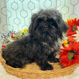 AKC Bling Bling - Black and white male Shih Tzu puppy in Elgin, South Carolina from Silver Bells Paw Prints