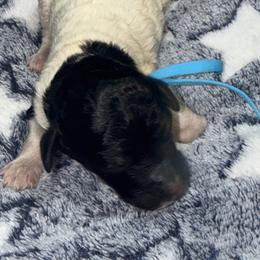 Stormy - Parti male Poodle puppy in Lakeland, Florida from Gulfside Poodles