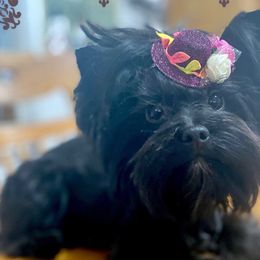 Zadee - Yorkshire Terrier