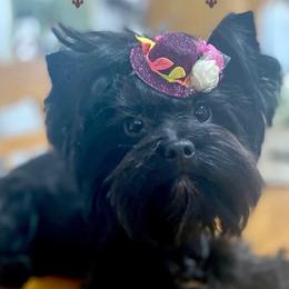Zadee - Yorkshire Terrier