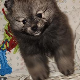 Boy 3 - Wolf sable male Pomeranian puppy in Turnersville, New Jersey from MK Exquisite Poms