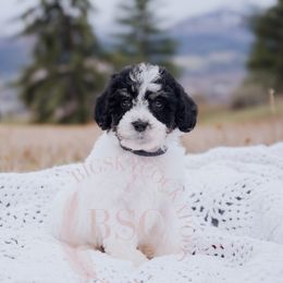 Navy Collar - Black white and tan Cockapoo puppy in Missoula, Montana from Big Sky Cockapoos