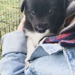 Border Collie Puppies from Best Friend Borders