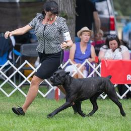 Cane Corso and Standard Schnauzers from Sarama