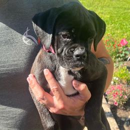 Nyxie - Brindle female Boxer puppy in Henderson, Tennessee from Vom Broadvalley