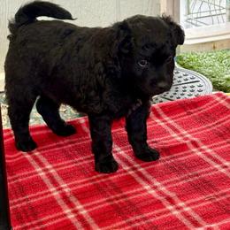 Boy 1 - male Croatian Sheepdog puppy in Smith Center, Kansas from Wilsong Kennel