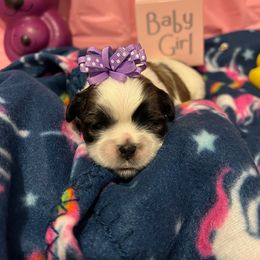 Girl 1 - Black gold and silver Shih Tzu puppy in Spartanburg, South Carolina from Vicky‘s precious paw’s