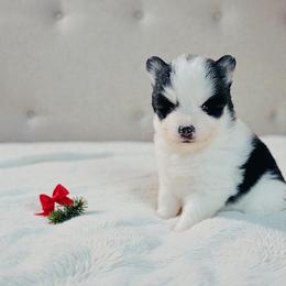 Mr Flash - Black and white male Pomsky puppy in Greencastle, Indiana from JDpomskies