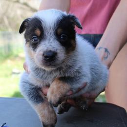 Atlas - Blue male Australian Cattle Dog puppy in Colbert, Oklahoma from LoveAHeeler