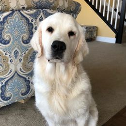 Mia - Golden Retriever