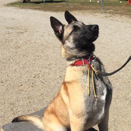 Belgian Malinois and German Shepherd Puppies from War Cry German Shepherds