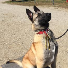 Belgian Malinois and German Shepherd Puppies from War Cry German Shepherds