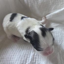 Japanese Chin Puppies from Chincredible Puppies