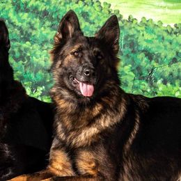 German Shepherds from Lucianhaus