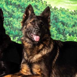German Shepherds from Lucianhaus