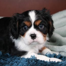 AKC Jack - Tri-color male Cavalier King Charles Spaniel puppy in Albany, Indiana from Hatz Off Puppies