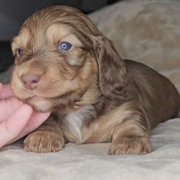 Chocolate Based Cream Girl - Cream female Dachshund puppy in Woodland, Washington from SJs Dachshunds