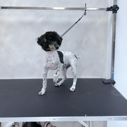 Chino - Poodle