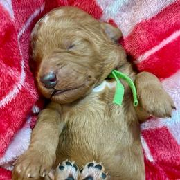 Pringles - Red  male Goldendoodle puppy in Coats, North Carolina from TH.EM Doodles
